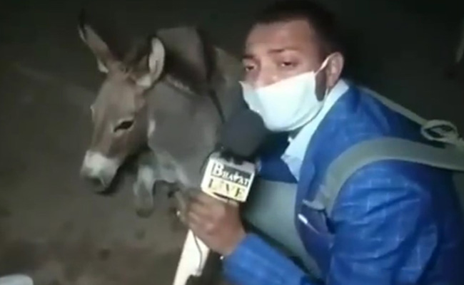 Journalist Interviews Donkeys To Drive Home Importance Of Wearing Masks