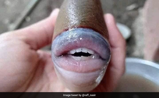 Sea Creature With Human-Like Features Baffles Twitter. Here's What It Is