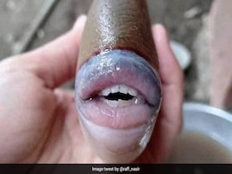 समुद्र में मिली इंसान जैसी दिखने वाली मछली, होठ और दांत देख लोगों के उड़े होश समुद्र में मिली इंसान जैसी दिखने वाली मछली, होठ और दांत देख लोगों के उड़े होश