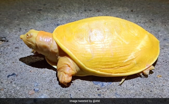 Yellow Turtle, White Snake And Other Rare Animals That Have Gone Viral