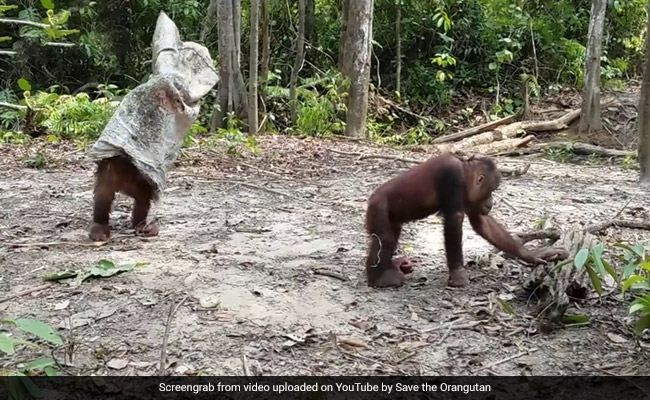 One Orangutan Pranks Another In The Funniest Video You'll See Today