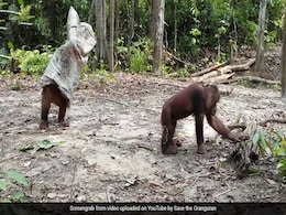 दोस्त को बार-बार परेशान कर रहा था वनमानुष, गुस्से में उठा और ऐसे कर दी पिटाई... देखें मजेदार Video दोस्त को बार-बार परेशान कर रहा था वनमानुष, गुस्से में उठा और ऐसे कर दी पिटाई... देखें मजेदार Video