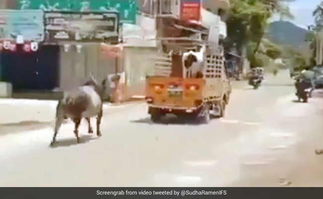 गाड़ी में गाय को उठाकर ले जा रहा था शख्स, पीछे लगा दी सांड ने दौड़ और फिर... देखें Viral Video