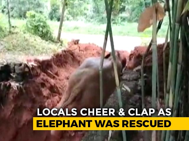 Elephant Rescued After Falling Into An Open Well In Kerala