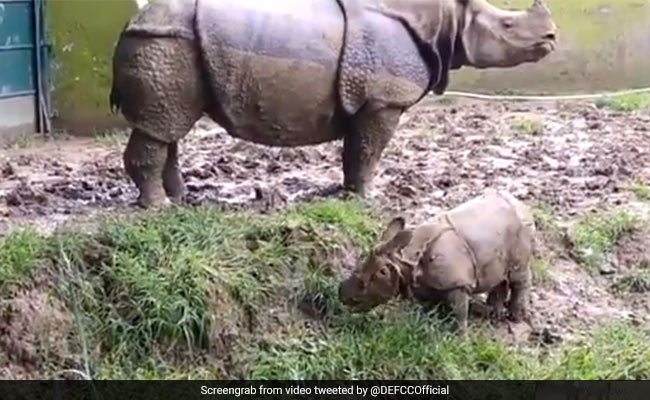 जन्म के तुरंत बाद गैंडे के बच्चे ने गज़ब तरीके से खाई घास, नाम रखा गुड़िया, लोग बोले - 'How Cute' - देखें Video