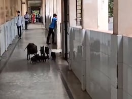 Pigs Roam Freely In Corridors Of COVID-19 Hospital In Karnataka Pigs Roam Freely In Corridors Of COVID-19 Hospital In Karnataka
