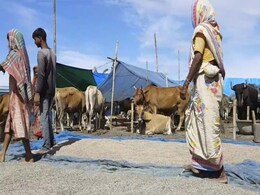 Stranded On Sliver Of High Ground: Scenes In Flood-Hit Assam Stranded On Sliver Of High Ground: Scenes In Flood-Hit Assam