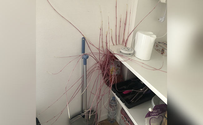 टोकरी में रखे आलू से निकलने लगी जड़ और फैल गई दीवार पर, लोगों ने कहा- यह तो बेहद भूतहा है... देखें तस्वीरें