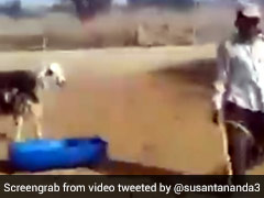 शख्स ने बकरे को पीटा, तो जानवर ने हवा में उछलकर ऐसे लिया पीछे से बदला - देखें Viral Video