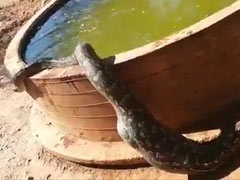 শিকার গিলে শরীর জুড়োতে চৌবাচ্চার মধ্যে নামল প্রকাণ্ড অজগর! দেখুন ভাইরাল ভিডিও