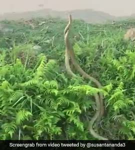 দুই সাপের দঙ্গল! ভাইরাল ভিডিও দেখলে রোম খাড়া হবেই
