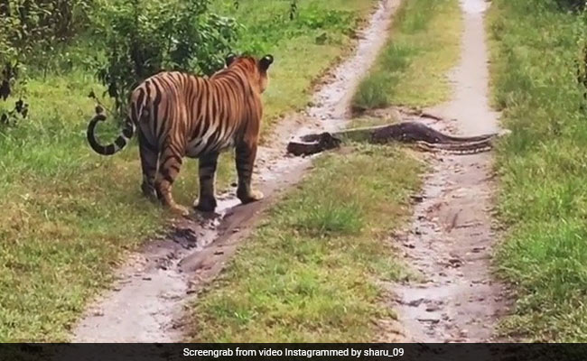 Watch What Happened When A Tiger Came Across A Huge Python In Karnataka