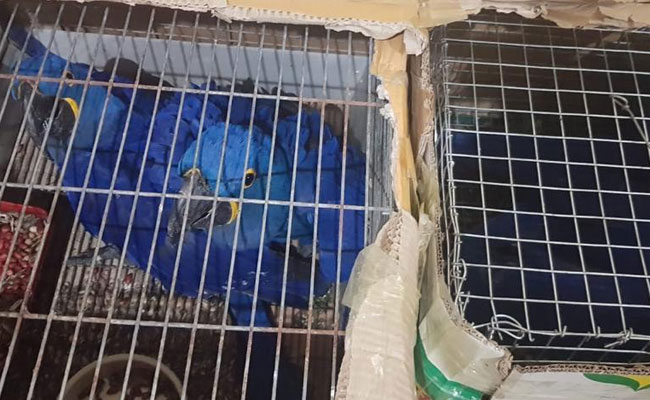 Kangaroo, Macaw Parrot, Being Smuggled At Assam-Mizoram Border, Recovered