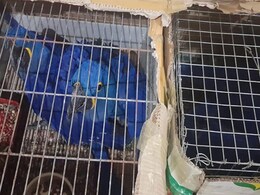 Kangaroo, Macaw Parrot, Being Smuggled At Assam-Mizoram Border, Recovered Kangaroo, Macaw Parrot, Being Smuggled At Assam-Mizoram Border, Recovered