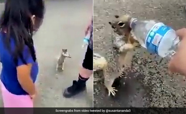 Viral Video Of Thirsty Squirrel Asking For Water Melts Hearts