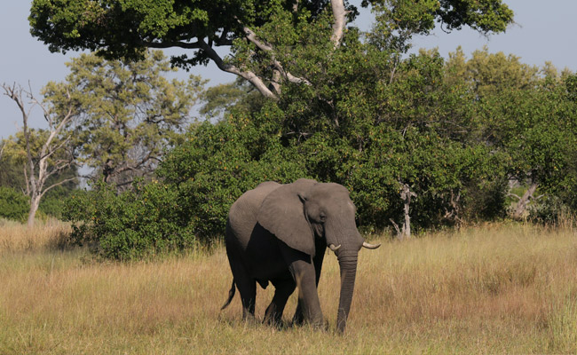 350 Elephants Killed By Rare Bacteria In Botswana And Zimbabwe, Researchers Say
