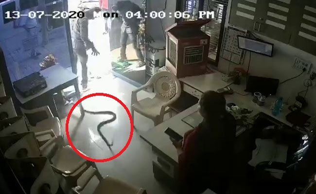 Shocking CCTV Footage Shows Maharashtra Man Releasing Snake At Petrol Pump