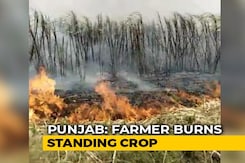 No Mill Amid Lockdown, Punjab Farmer Burns Sugarcane Field No Mill Amid Lockdown, Punjab Farmer Burns Sugarcane Field