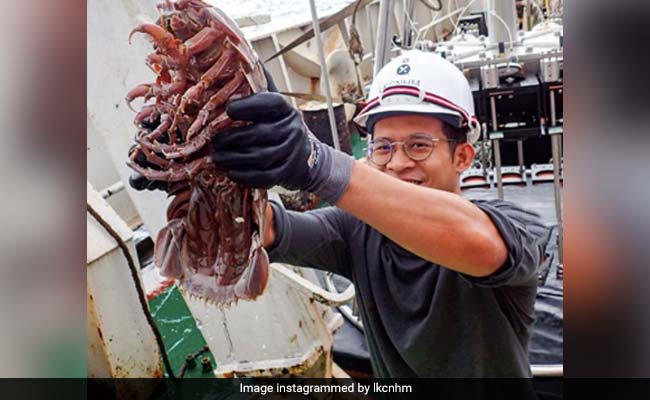 Researchers Find Supergiant 'Sea Cockroach' With 14 Legs. It's Nightmare-Inducing