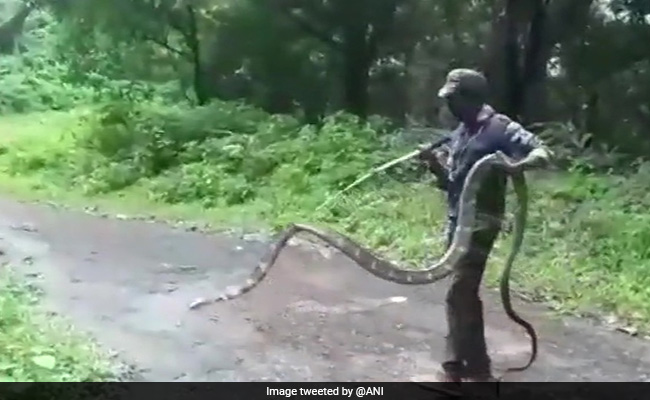15-Feet Long King Cobra Rescued From Tamil Nadu Village