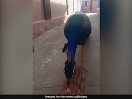 This Video Of Man Feeding Rice To Peacock By Hand Has Gone Viral This Video Of Man Feeding Rice To Peacock By Hand Has Gone Viral