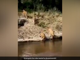 भरी गर्मी में नदी में पानी पी रहा था शेर, पीछे से आ गए इतने सारे और फिर... देखें पूरा Video भरी गर्मी में नदी में पानी पी रहा था शेर, पीछे से आ गए इतने सारे और फिर... देखें पूरा Video