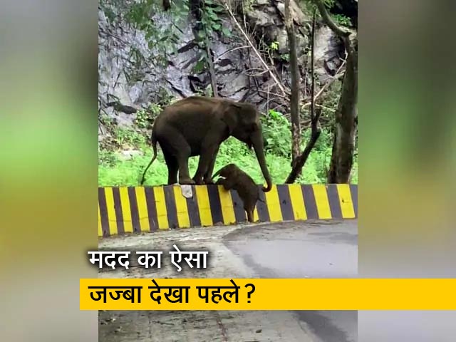 जब बडे़ हाथी ने छोटे हाथी की मदद की