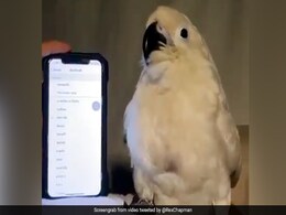 अलार्म की घंटी सुन तोते ने इस तरह किया जबरदस्त डांस, तेजी से वायरल हुआ Video अलार्म की घंटी सुन तोते ने इस तरह किया जबरदस्त डांस, तेजी से वायरल हुआ Video