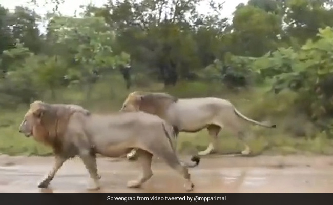 2 Tourists, 4 Others Fined For Entering Gujarat's Gir Forest Illegally