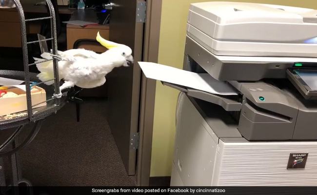 Reggie The Cockatoo Loves His New Job As Office Assistant. Watch