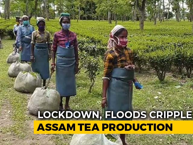 Hit By Covid Lockdown, Floods, Rain, Assam Tea Growers Eye Price Rise