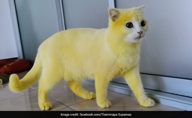 Woman Accidentally Dyes Her Cat Yellow. Pics Leave Internet Amused