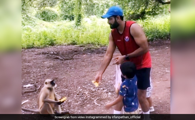 इरफान पठान ने बंदर को फेंका केला, कैच पकड़ते ही हुआ कुछ ऐसा... देखें Viral Video