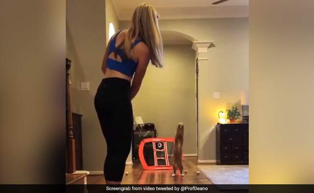 viral video clever cat shows awesome catching skills Sachin tendulkar reat on it viral video clever cat shows awesome catching skills Sachin tendulkar reat on it