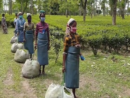 Hit By Covid Lockdown, Floods, Rain, Assam Tea Growers Eye Price Rise Hit By Covid Lockdown, Floods, Rain, Assam Tea Growers Eye Price Rise
