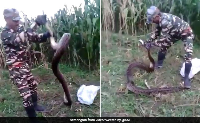Uttarakhand Farmers Find 2 Huge Pythons In Field. Watch Their Rescue