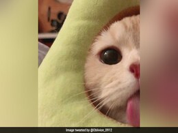 ट्विटर पर छाया अजीबोगरीब Trend, लोग डाल रहे हैं अपनी आधी तस्वीर, बन रहे ऐसे Memes ट्विटर पर छाया अजीबोगरीब Trend, लोग डाल रहे हैं अपनी आधी तस्वीर, बन रहे ऐसे Memes