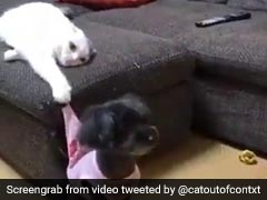 भागने के लिए जैसे ही खड़ा हुआ कुत्ता, बिल्ली ने पीछे से पकड़ी उसकी टी-शर्ट और फिर... देखें Video