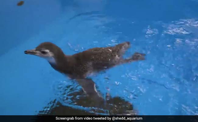 Baby Penguins Enjoy Their First Swim In This Delightful Video