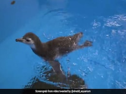 Baby Penguins Enjoy Their First Swim In This Delightful Video Baby Penguins Enjoy Their First Swim In This Delightful Video