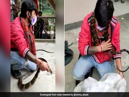 घर के अंदर छिपा बैठा था इतना बड़ा किंग कोबरा, मुंह पकड़ा तो झपटा और फिर... देखें भयानक Video घर के अंदर छिपा बैठा था इतना बड़ा किंग कोबरा, मुंह पकड़ा तो झपटा और फिर... देखें भयानक Video