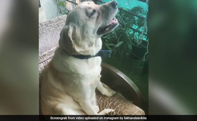 अंकिता लोखंडे का डॉगी सुबह-सुबह कर रहा था प्राणायाम, Video में एक्ट्रेस ने यूं जताया प्यार