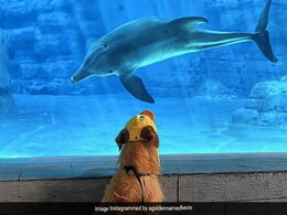 Golden Retriever Makes Friends With Dolphins. Video Is Adorable Golden Retriever Makes Friends With Dolphins. Video Is Adorable