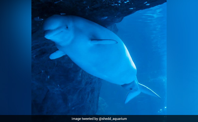 Beluga Whale Gives Birth To An "Energetic" Calf In Remarkable Video