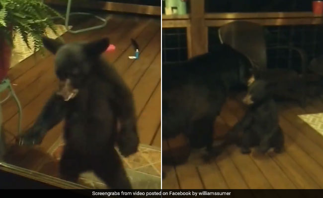 Watch: Bear Cub Peeks Into House Before Getting Dragged Away By Mom