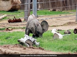 हाथी के बच्चे ने पैदा होते ही अजीबोगरीब तरह से खाई घास, Video देख हो जाएंगे हंस-हंसकर लोट-पोट हाथी के बच्चे ने पैदा होते ही अजीबोगरीब तरह से खाई घास, Video देख हो जाएंगे हंस-हंसकर लोट-पोट