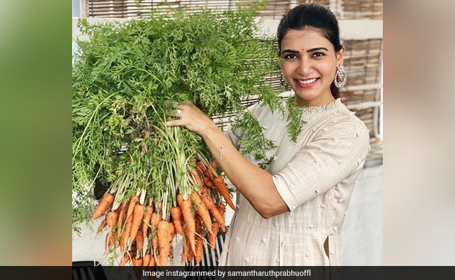 Samantha Akkineni ने अपने घर के गार्डन में उगाई इतनी सारी गाजर, बोलीं- गाजर का जूस, हलवा...