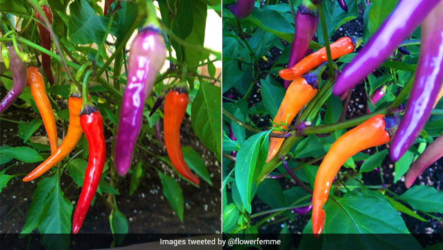 Twitter User's Homegrown Peppers In Vibrant Hues Amaze The Internet - See Viral Pics