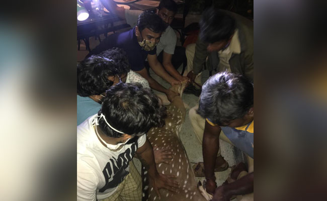 Deer, Chased By Wild Dogs, Spotted In Bengaluru, Rescued From Restaurant