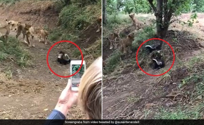 These Small Animals Took On A Pride Of Lions - And Won. Watch Crazy Video